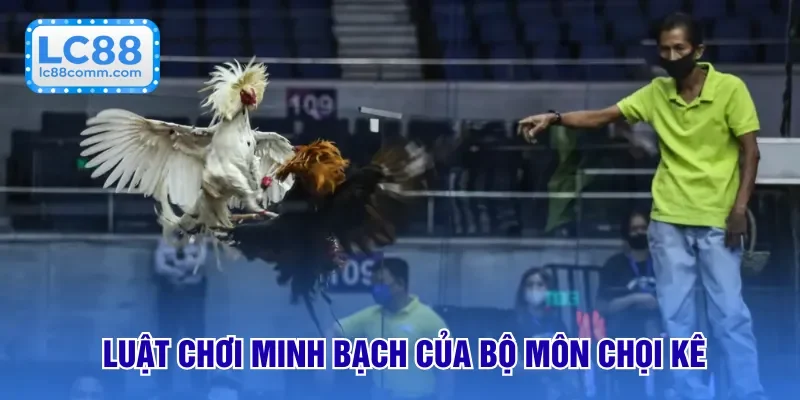 Luật chơi minh bạch của bộ môn chọi kê